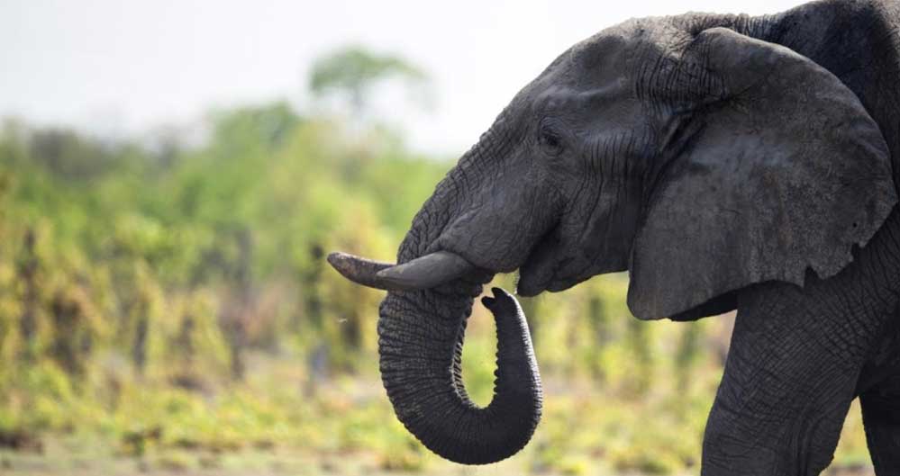 Zimbabve nesli tükenmekte olan fillerin öldürülmesi için yüzlerce avlanma izni satacak