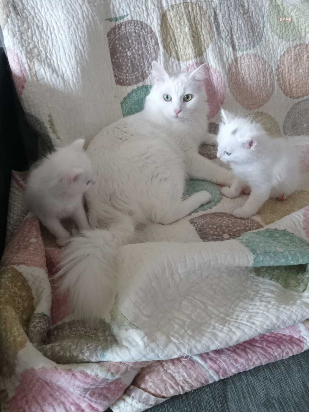 Kayserililer van kedisi üretecek