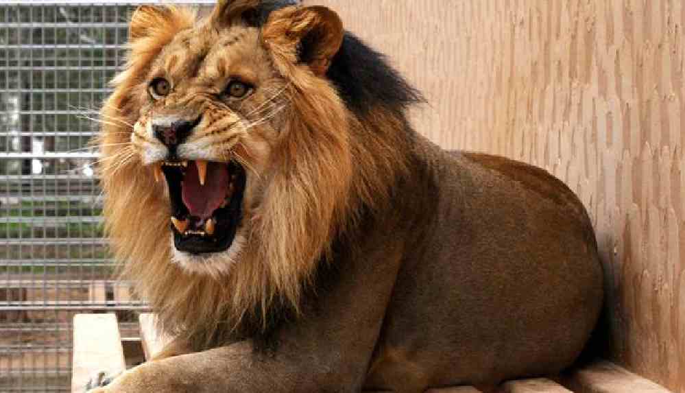 200 kiloluk aslanların uçak yolculuğu sosyal medyada viral oldu