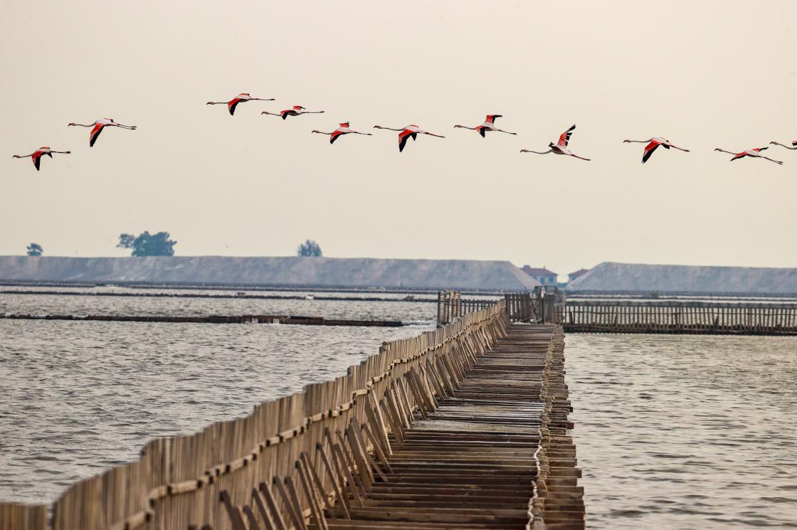İzmir Kuş Cenneti flamingolarla şenlendi