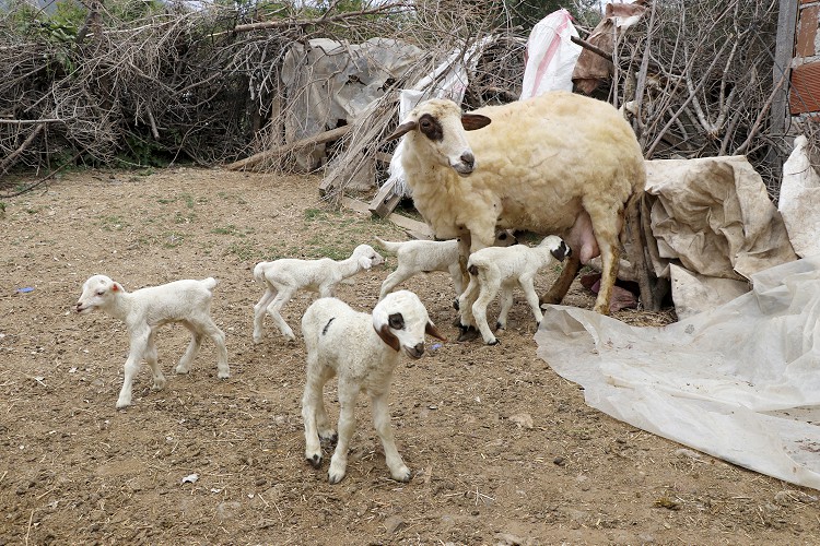 Muğla'da bir koyunun tek batında 7 kuzu doğurması şaşırttı
