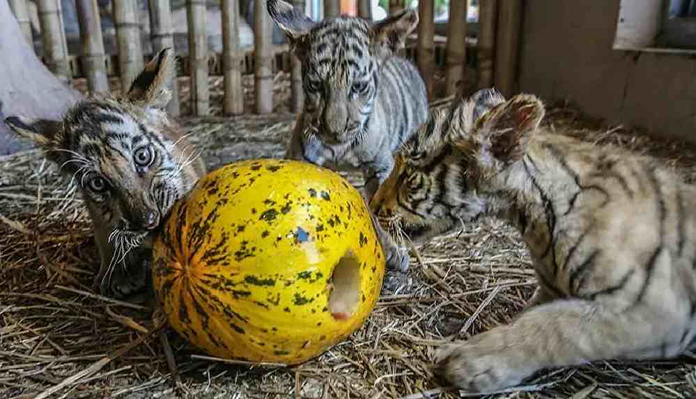3 leopar, safari parkından kaçtı