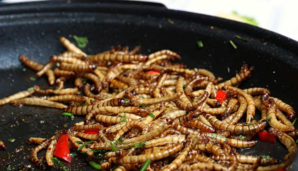 AB-ülkeleri,-un-kurdunu-insanlar-için-tüketimi-güvenli-yenilikçi-gıda-olarak-servis-edecek