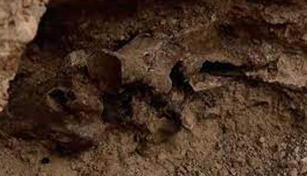 ABD’de bir evin havuz inşaatında Buz Çağı fosili bulundu 4 ABD’de-bir-evin-havuz-inşaatında-Buz-Çağı-fosili-bulundu