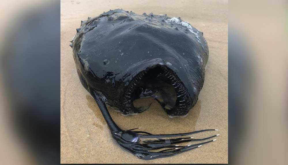 ABD'de korkutan görüntü: Karaya "canavara benzeyen" bir balık vurdu 4 ABD'de-korkutan-görüntü--Karaya-'canavara-benzeyen'-bir-balık-vurdu