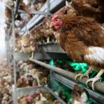 ABD'de 'salmonella salgını' tespit edildi, _tavukları öpmeyin_ diye uyarı yapıldı