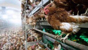 ABD'de 'salmonella salgını' tespit edildi, "tavukları öpmeyin" diye uyarı yapıldı