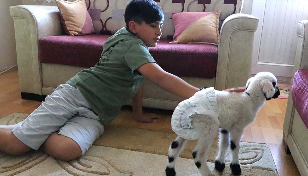 Annesinin kabullenmediği kuzuya 'bebek' gibi bakıyorlar