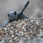 Antalya'da caretta carettalar yumurta bırakmaya başladı