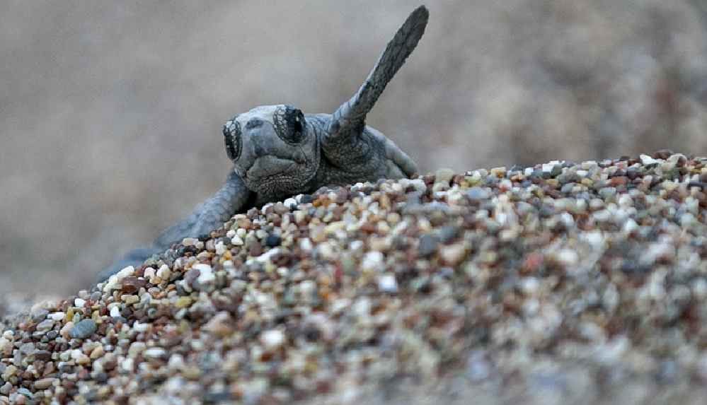 Caretta carettaların yuvalama döneminde işletmecilere 'ışık' ve 'şezlong' uyarısı