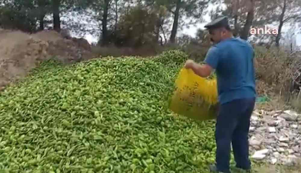 Antalyalı çiftçi, ürettiklerini ormana döktü_ Mahvolduk. Hiç olmazsa kurt kuş yesin