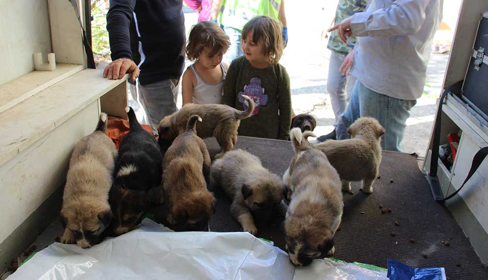 Artvin'de annesiz kalan 7 yavru köpek koruma altına alındı
