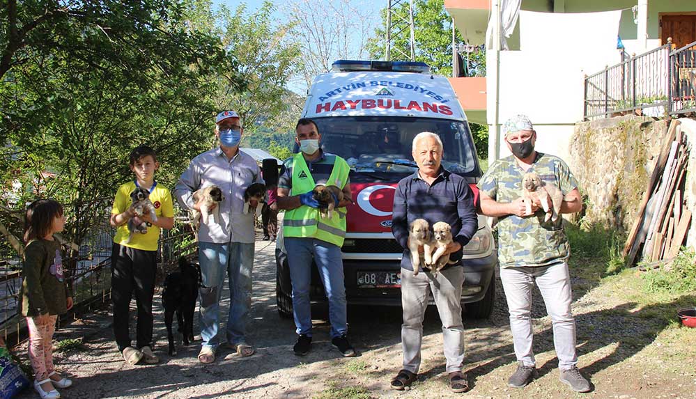 Artvin'de annesiz kalan 7 yavru köpek koruma altına alındı
