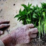 Ata tohumuyla başladıkları fide üretiminde talebe yetişemiyor