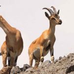 Bakanlık’tan nesli tükenen 45 yaban keçisinin avlanması için onay