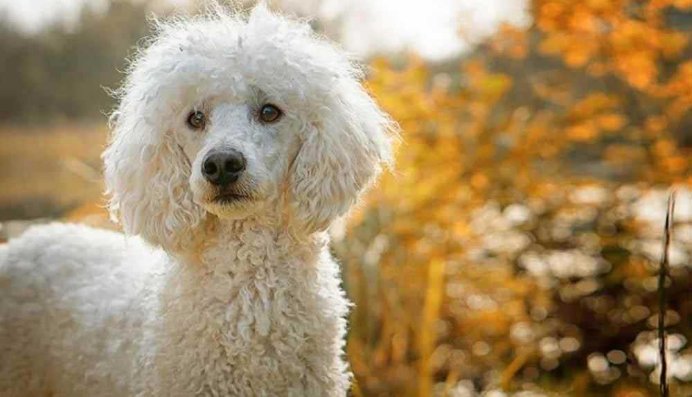 Bir milyon euro çalıp kendini ölmüş gibi gösteren kadını köpeği ele verdi 4 Bir-milyon-euro-çalıp-kendini-ölmüş-gibi-gösteren-kadını-köpeği-ele-verdi