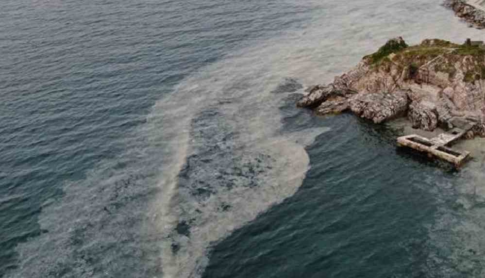 Büyükada'yı 'salya' sardı: "Kokudan duramıyoruz"