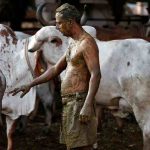 Covid-19'a karşı inek dışkısı!