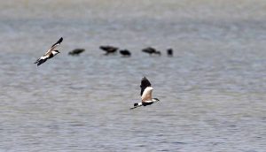 Dünya Göçmen Kuşlar Günü etkinliği kapsamında Türkiye'de 289 kuş türü gözlendi
