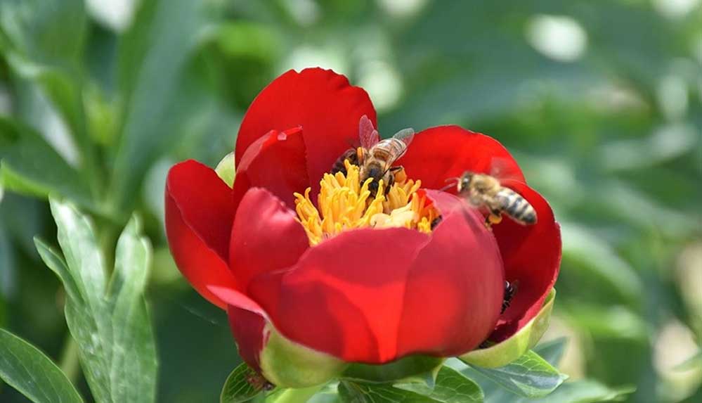 Dünya Arı Günü: Arı popülasyonunun azalması gıda güvenliğini tehdit ediyor