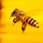 Dünya-Arı-Günü--Arı-popülasyonunun-azalması-gıda-güvenliğini-tehdit-ediyor
