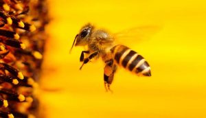 Dünya Arı Günü: Arı popülasyonunun azalması gıda güvenliğini tehdit ediyor