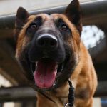 Eğitimli 'dedektör köpekler' Covid-19'la mücadele kapsamında göreve başladı