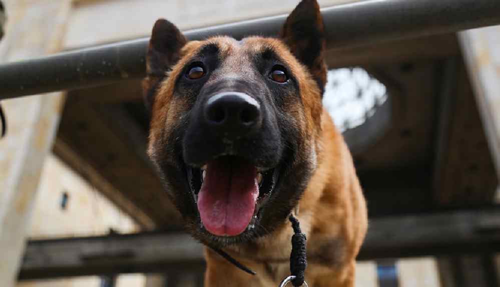 Eğitimli 'dedektör köpekler' Covid-19'la mücadele kapsamında göreve başladı