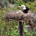 Filme konu olan Yaren leyleğin iki yavrusu oldu 4 Filme konu olan Yaren leyleğin iki yavrusu oldu