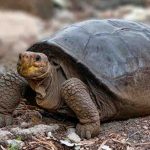 Galapagos da 100 yıldan uzun süre önce soyu tükenmiş ilan edilen kaplumbağa türü geri döndü