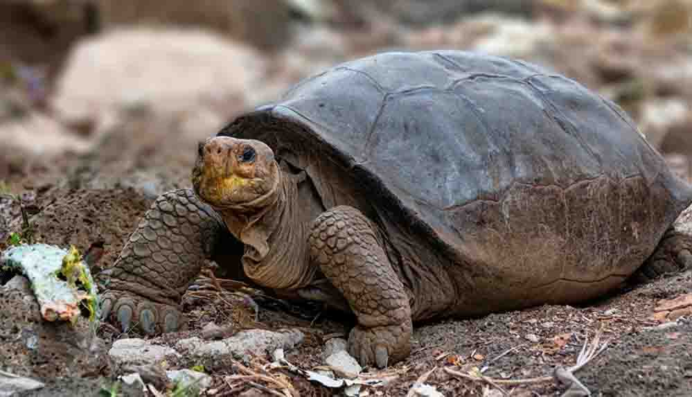 Galapagos'da 100 yıldan uzun süre önce soyu tükenmiş ilan edilen kaplumbağa türü geri döndü