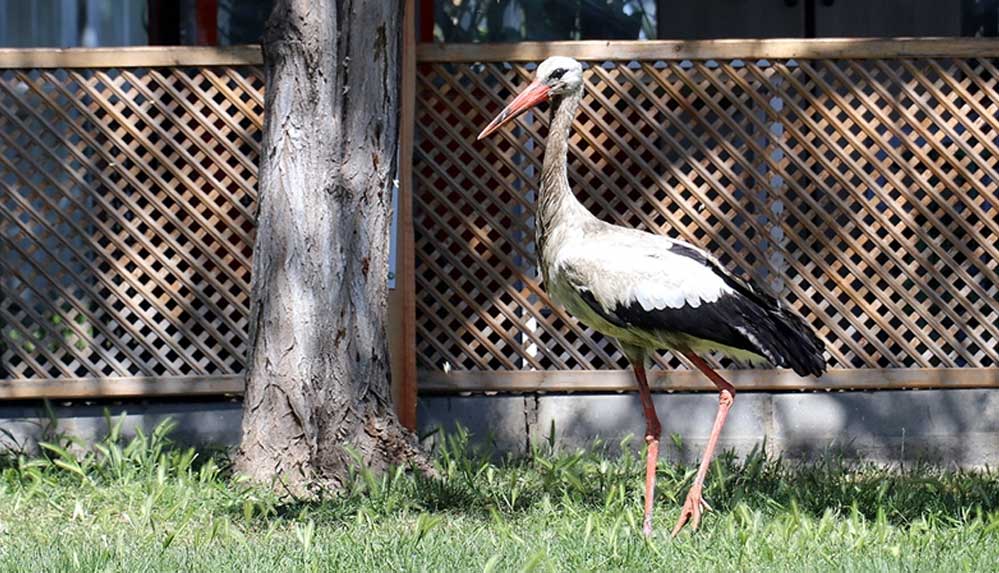 Göç-sırasında-yaralanan-'Yadigar'-kanadını-kaybedince-merkezin-maskotu-oldu