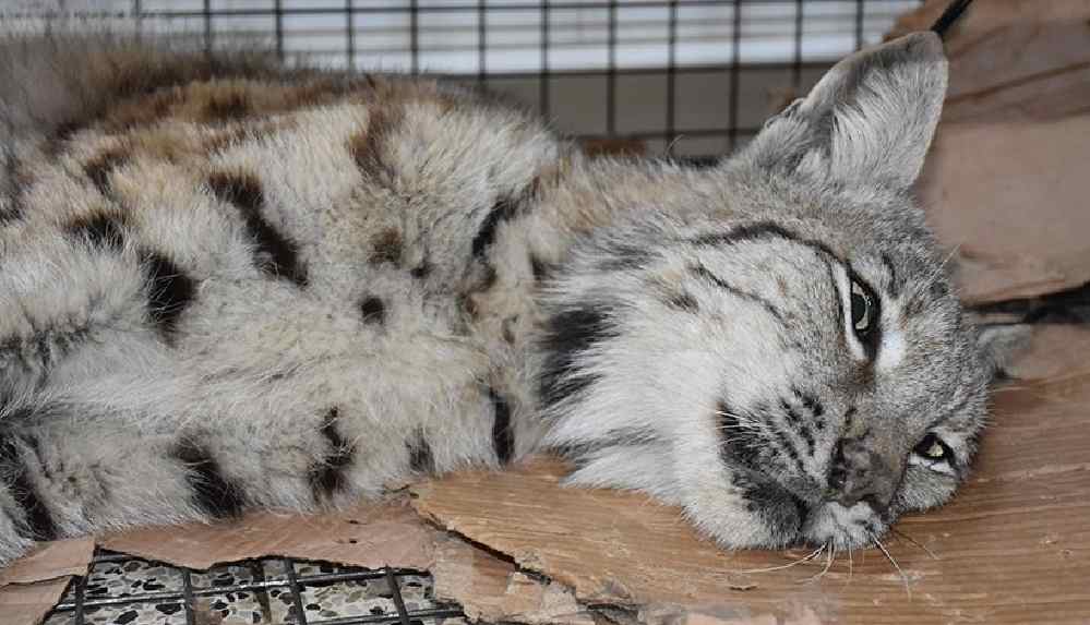 Hakkari'de yaralı bulunan vaşak tedaviye alındı