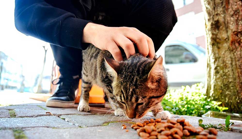 Hayvansever lise öğrencisi harçlıklarıyla sokaklardaki 'can dostları'nı besliyor