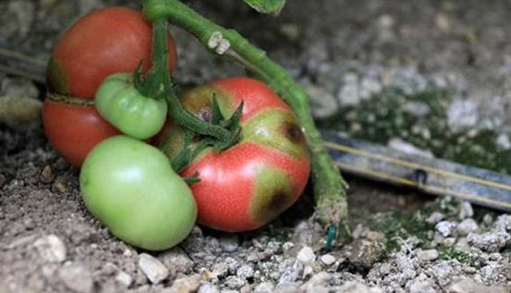 İsrail'den gelen virüs tehlikesi: 3 yıl içinde domates bulamayacağız