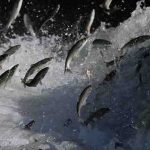 İnci kefalinin zorlu yolculuğu belgeselle dünyaya tanıtılacak