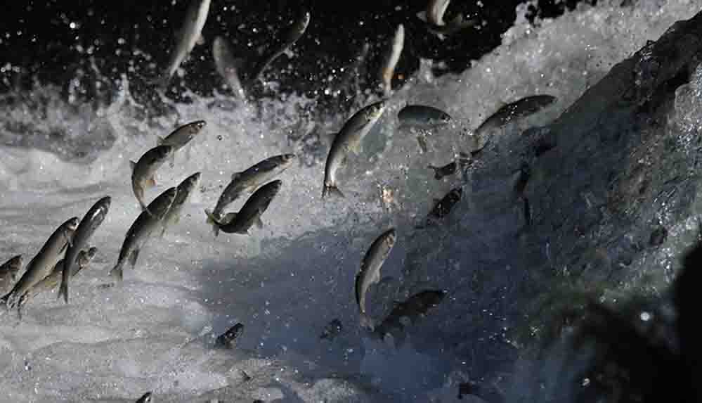 İnci kefalinin zorlu yolculuğu belgeselle dünyaya tanıtılacak