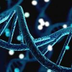 İnsan ömrünün sınırı tespit edildi