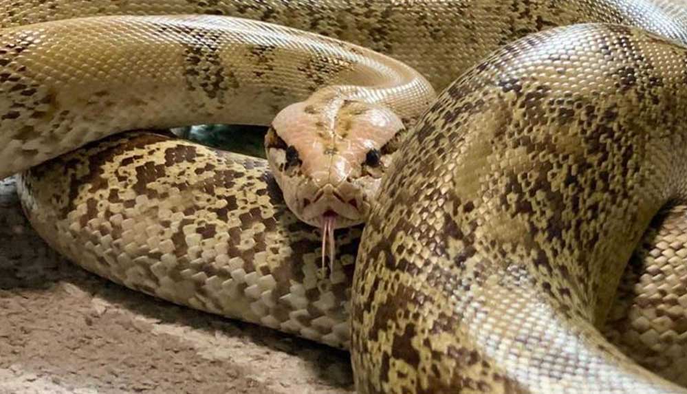 Japonya'da-2-haftadır-sokakta-aranan-piton-tavan-arasından-çıktı