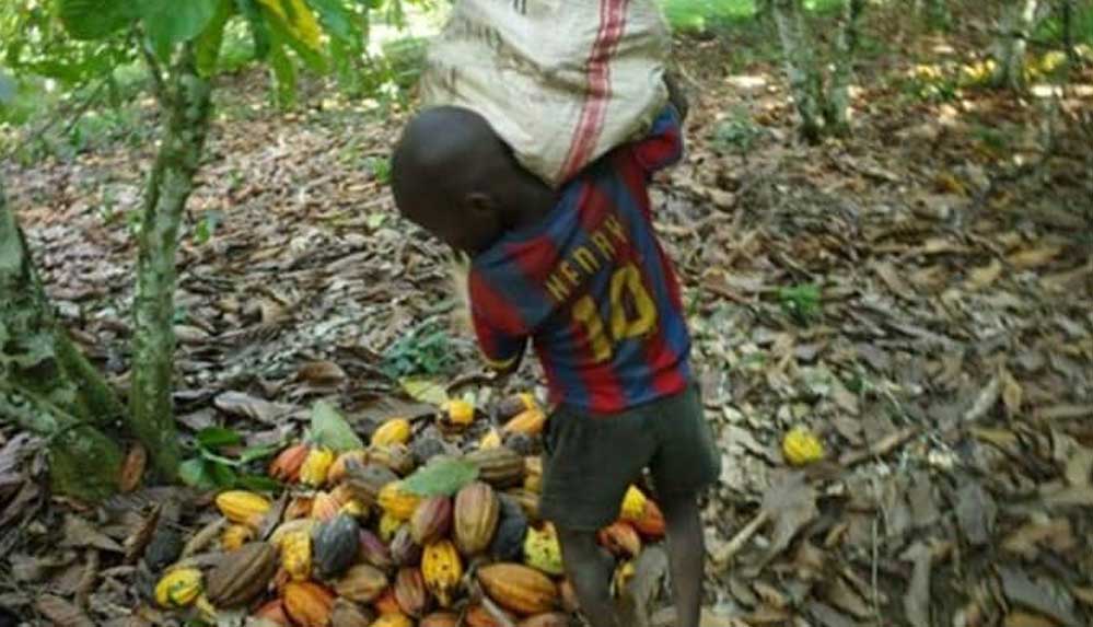 Kaçırdıkları çocukları zorla kakao tarlalarında çalıştıran 22 kişi tutuklandı