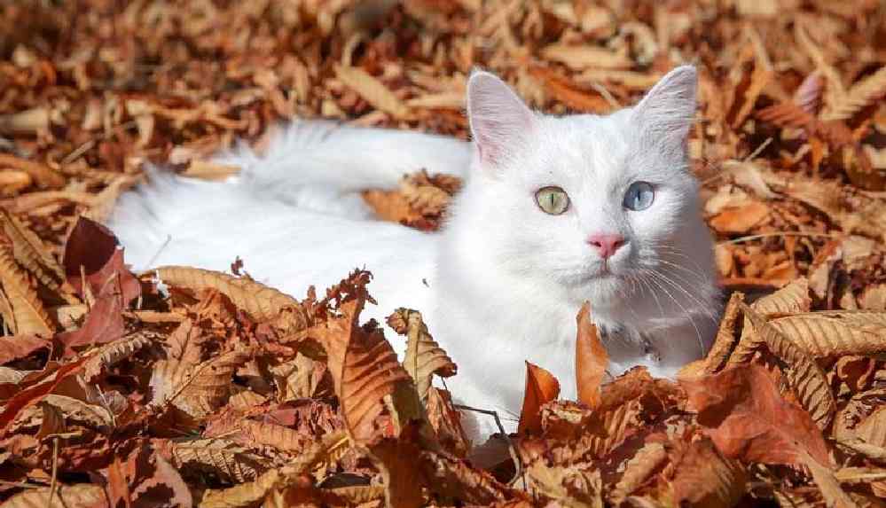 Rüyada kedi görmek ne anlama gelir? Rüyada yavru kedi görmek anlamı 6 Rüyada kedi görmek ne anlama gelir? Rüyada yavru kedi görmek anlamı