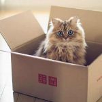 Kedilerin kutu sevgisi bilimsel araştırma konusu oldu_ _Hayali kutularda bile oturuyorlar_