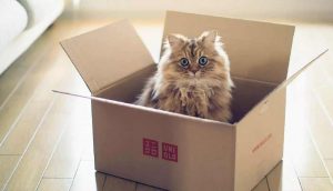 Kedilerin kutu sevgisi bilimsel araştırma konusu oldu: "Hayali kutularda bile oturuyorlar"