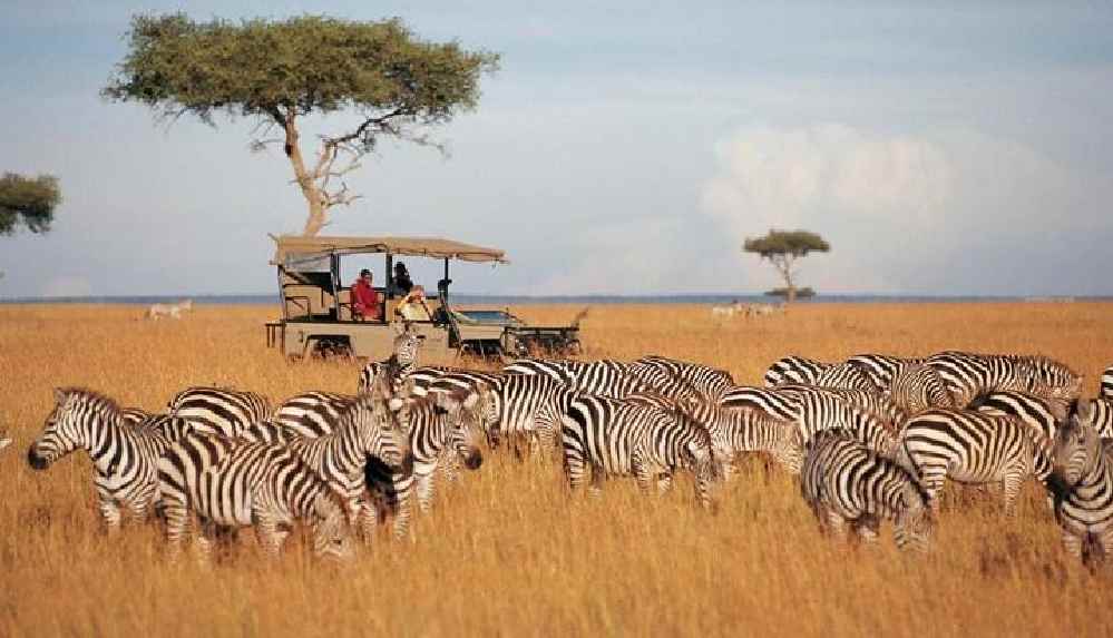 Kenya, vahşi doğadaki tüm canlıları tek tek sayacak