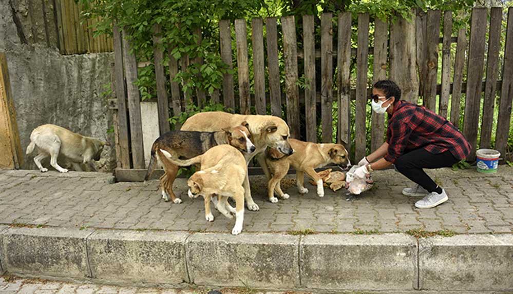 Kısıtlama döneminde sokak hayvanları aç kalmasın diye seferber oldu