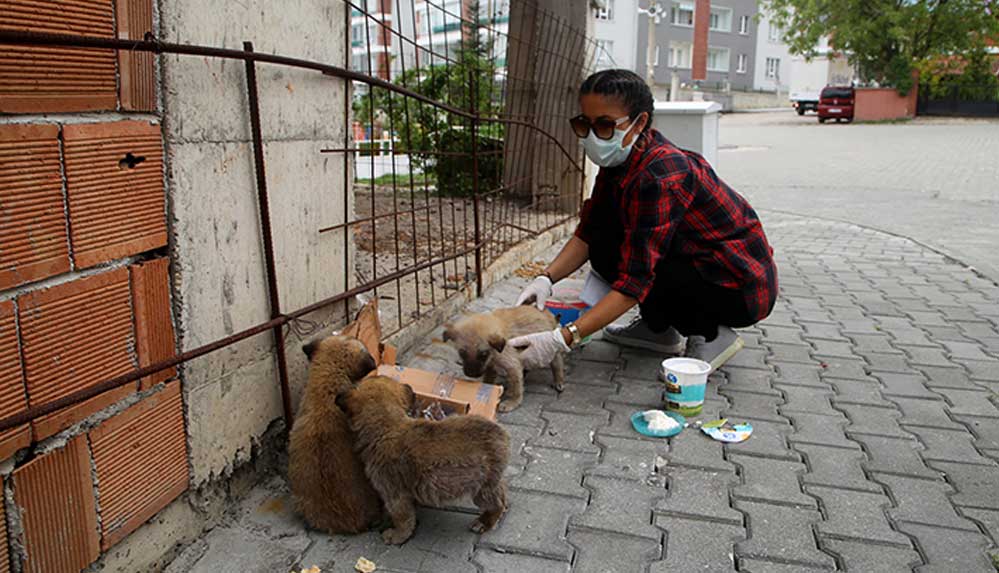 Kısıtlama döneminde sokak hayvanları aç kalmasın diye seferber oldu