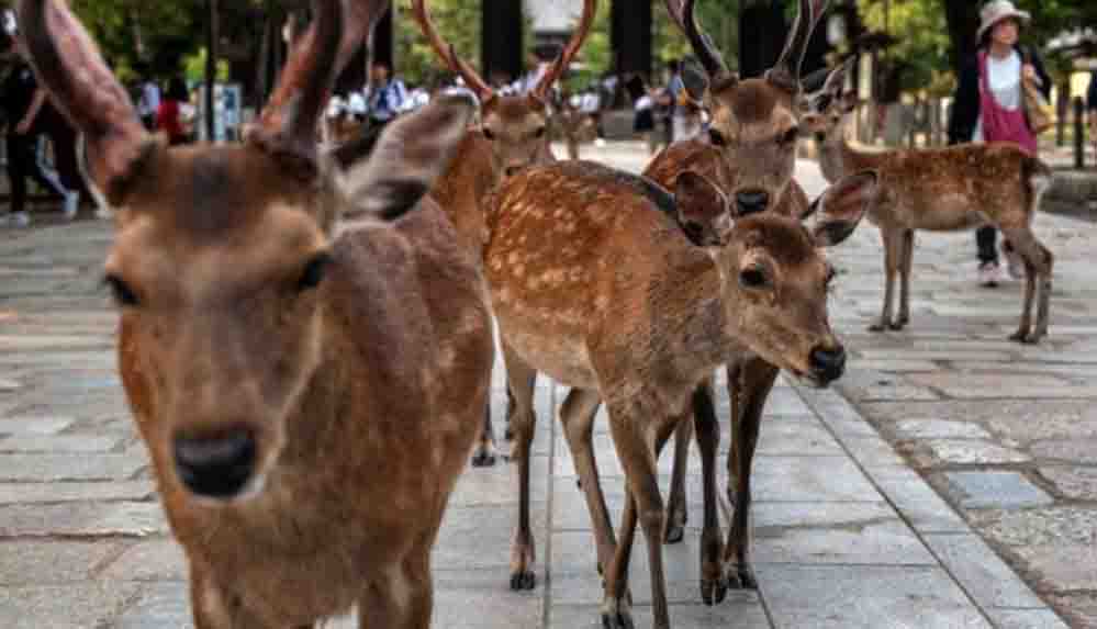 Koruma altındaki geyiğini öldürdü, 10 ay hapse çarptırıldı