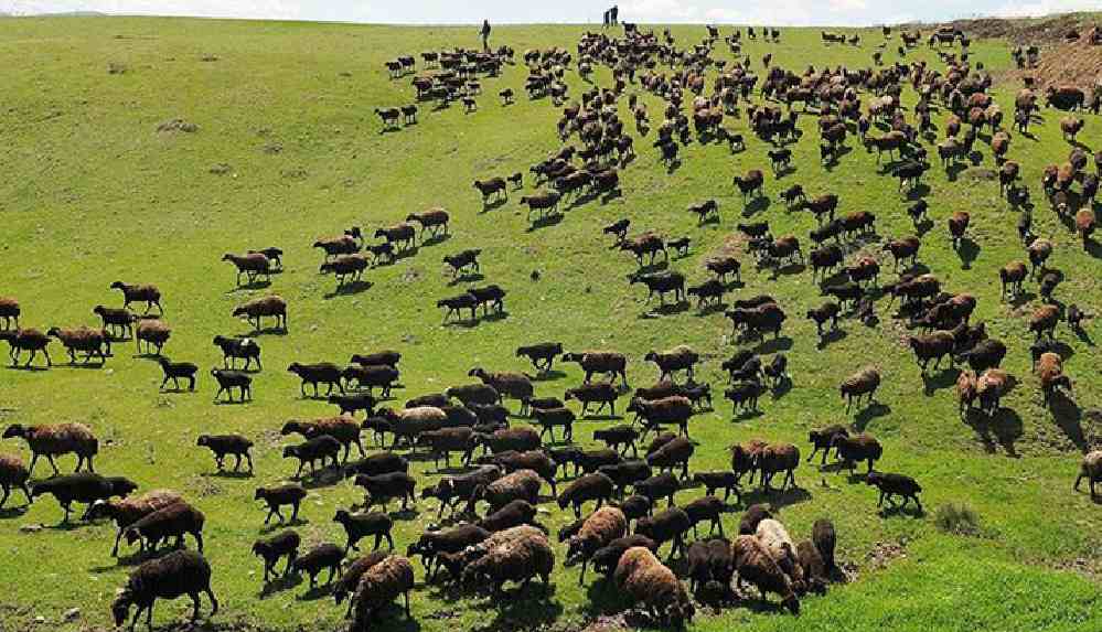Köy merası da maden şirketine verildi