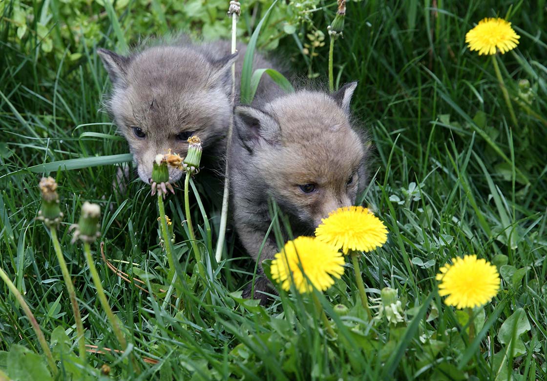 Sivas'ta 2 kurt yavrusu korumaya alındı