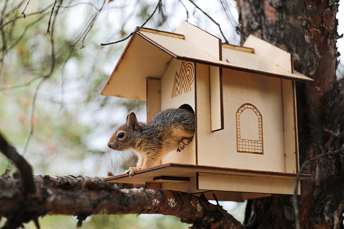 Denizli'de bitkin halde bulunan 4 yavru sincap tedaviye alındı